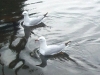 Seagulls4.jpg